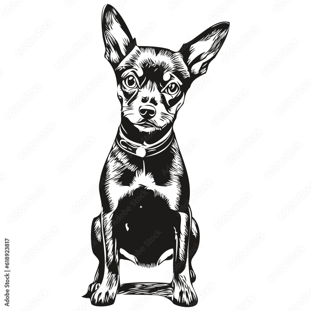 Miniature Pinscher dog pet sketch illustration, black and white engraving vector sketch drawing