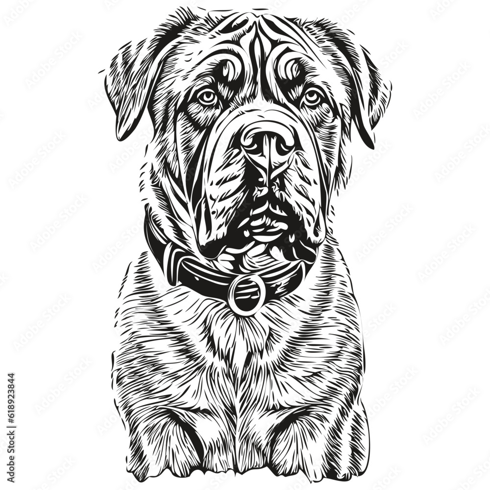 Neapolitan Mastiff dog pencil hand drawing vector, outline illustration ...