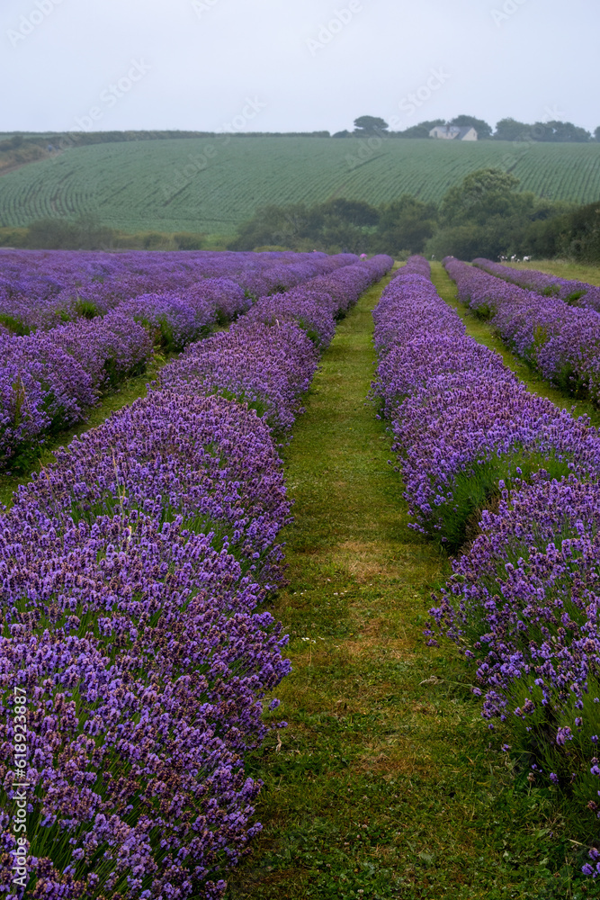 Fototapeta premium Lavender fileds cornwall england uk 