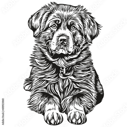 Newfoundland dog ink sketch drawing, vintage tattoo or t shirt print black and white vector realistic breed pet