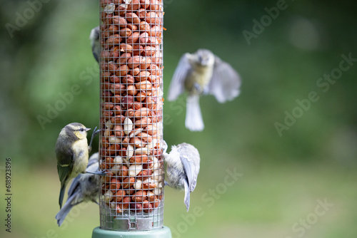 Multiple Blue tits (Cyanistes caeruleus), including young juveniles, feeding at a peanut bird feeder in a garden. natural green  background - Yorkshire, UK. July