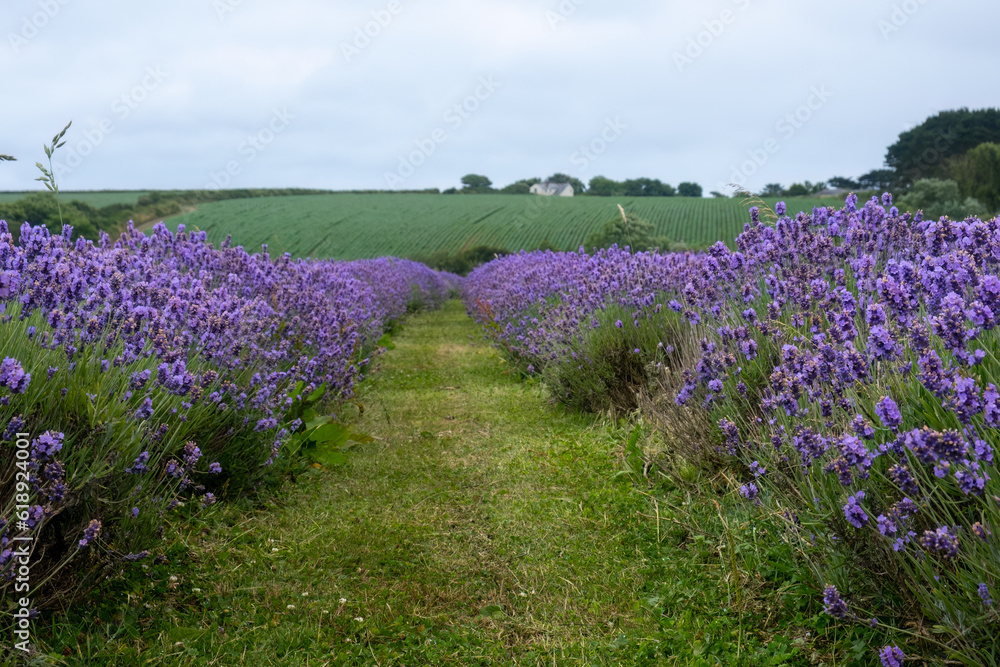 Lavender fileds cornwall england uk 