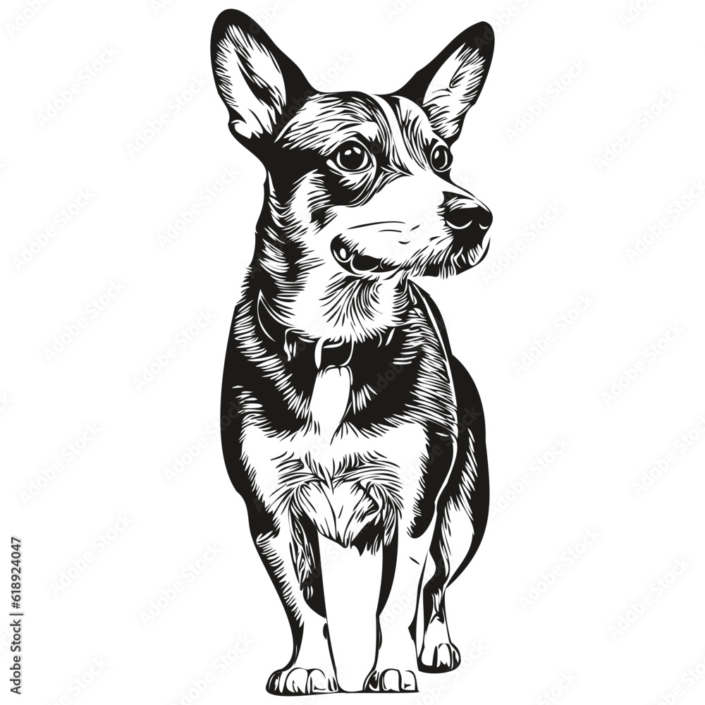 Rat Terrier dog engraved vector portrait, face cartoon vintage drawing in black and white realistic breed pet