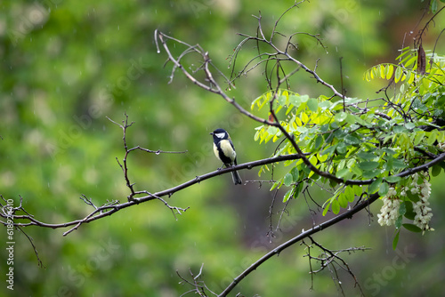 Cute little bird. Great tit. Nature background.  © serkanmutan