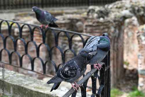 Pigeon on a fence against the background of ancient brick walls, Sofia, Bulgaria.