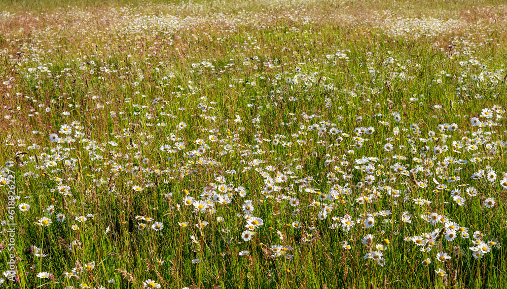 Fototapeta premium Beautiful daisy flowers growing on meadow in summer