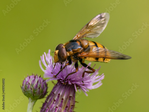 Obraz na plátne Hornet mimic hoverfly