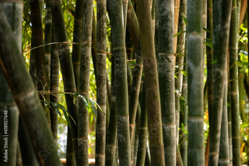 Beautfiul closeup of bambus in a park in Marrakech