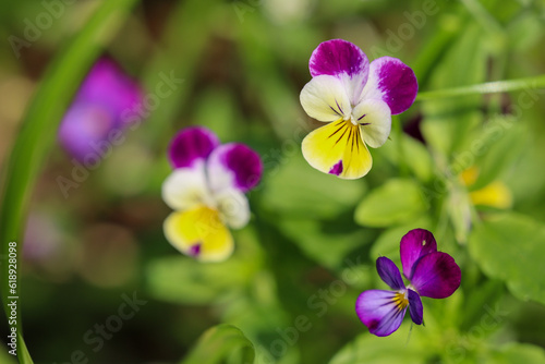 Purple  yellow  and white viola   johnny jump up blooms lasting long into the summer