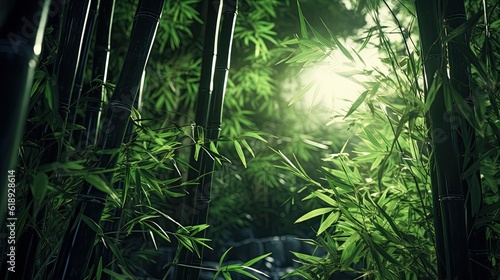 bamboo forest in the morning