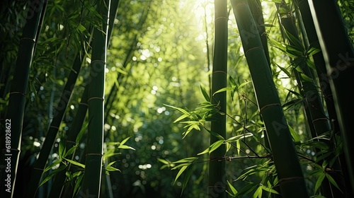 green bamboo forest