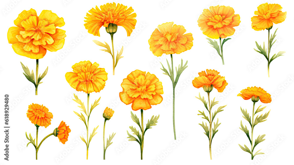 Obraz premium a collection of soft watercolor marigolds flowers isolated on a transparent background, generative ai