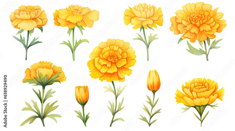 a collection of soft watercolor marigolds flowers isolated on a transparent background, generative ai