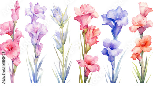 Fotografering a collection of soft watercolor gladiolus flowers isolated on a transparent back