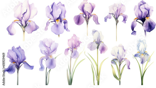 a collection of soft watercolor irises flowers isolated on a transparent background, generative ai