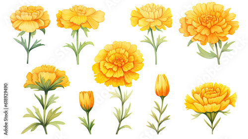 a collection of soft watercolor marigolds flowers isolated on a transparent background  generative ai