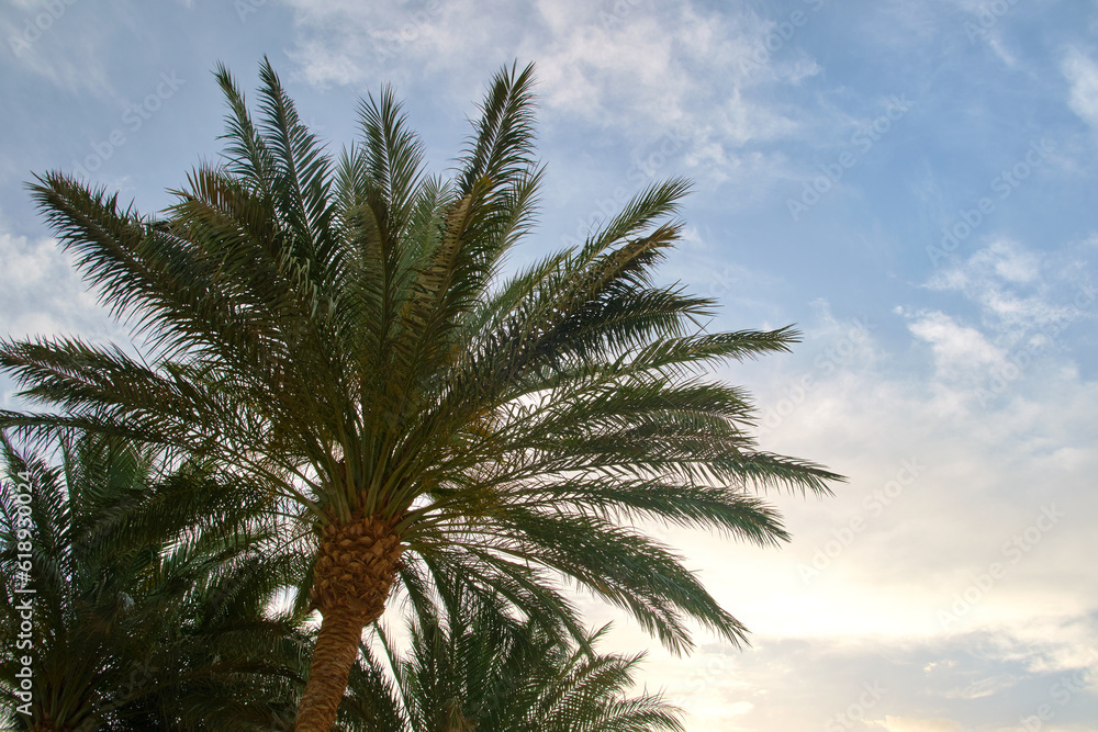 Beautiful green coconut palm trees on tropical beach against blue sky. Summer vacation concept Beautiful green coconut palm trees on tropical beach against blue sky. Summer vacation concept
