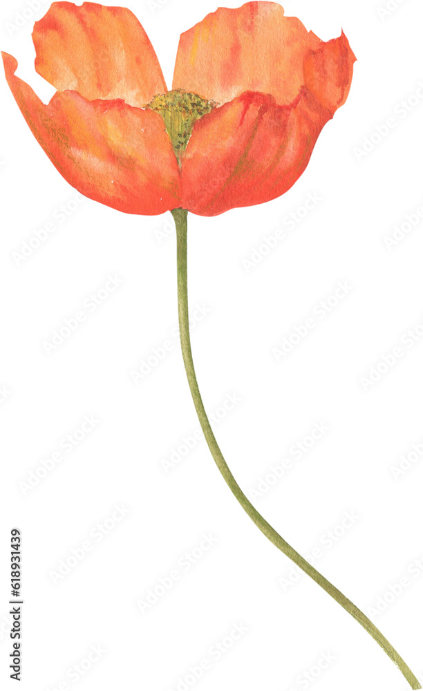 Poppy flower hand-drawn in watercolor. Poppy flower hand-drawn in watercolor.