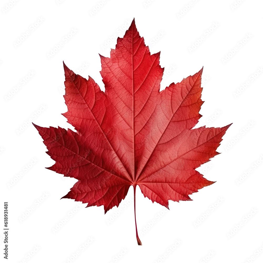 Autumn leaf isolated. Illustration AI Generative. Autumn leaf isolated. Illustration AI Generative.
