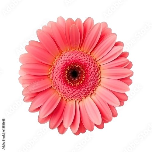 Gerbera flower isolated. Illustration AI Generative © ArtCookStudio