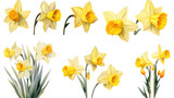a collection of grunge oil painted daffodils isolated on a transparent background, generative ai