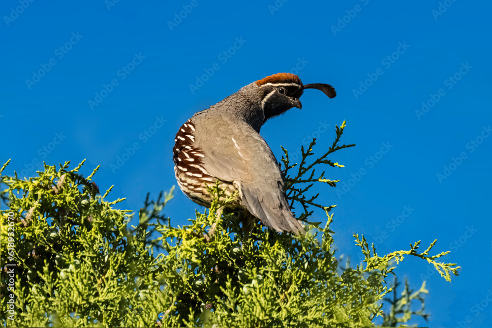 Obraz premium Gambel's Quail (Callipepla gambelii) Perched With Head Profiled