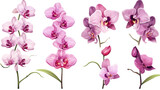 a collection of grunge oil painted orchids flowers isolated on a transparent background, generative ai