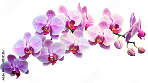a collection of orchids flowers isolated on a transparent background  generative ai