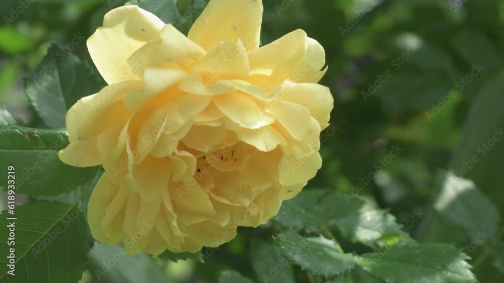 beautiful yellow rose blossom in garden. close up. sunny day beautiful yellow rose blossom in garden. close up. sunny day