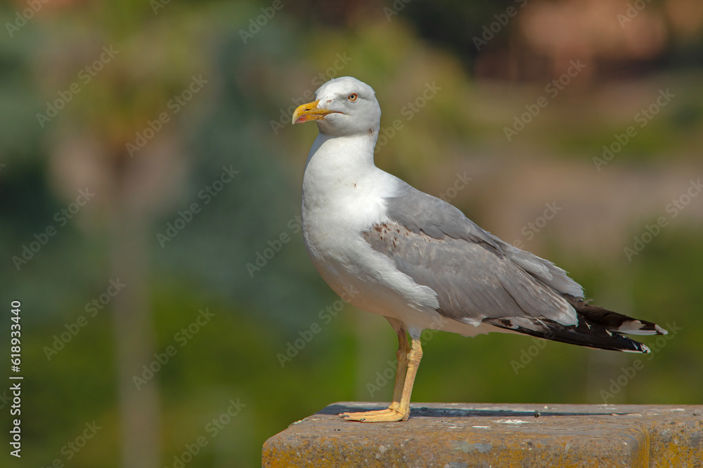 Obraz premium Mewa romańska (Larus michahellis)