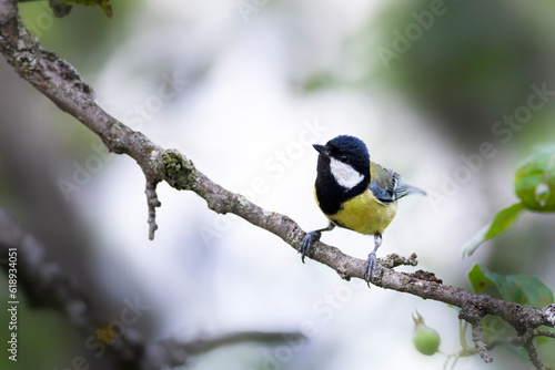 Cute little bird. Great tit. Nature background. 