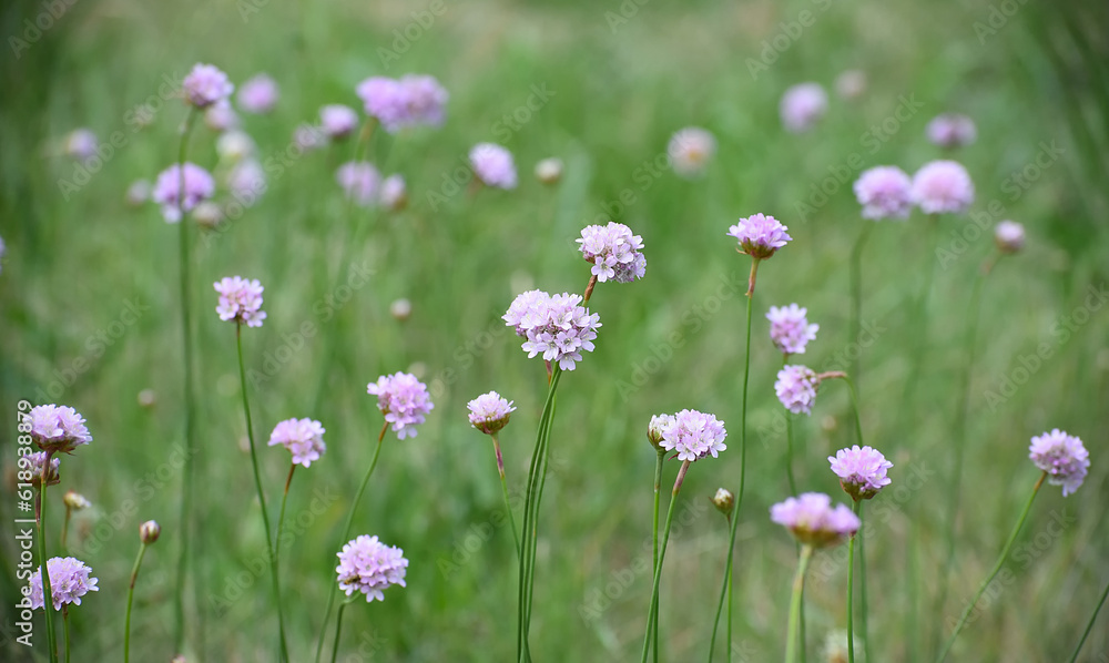 Armeria maritima - the thrift - sea thrift - sea pink