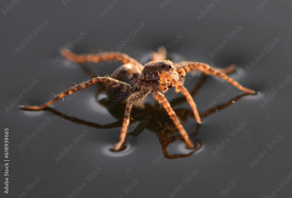 Garden spider Pardosa amentata is skating on the water surface and waiting for his victim. Garden spider Pardosa amentata is skating on the water surface and waiting for his victim.