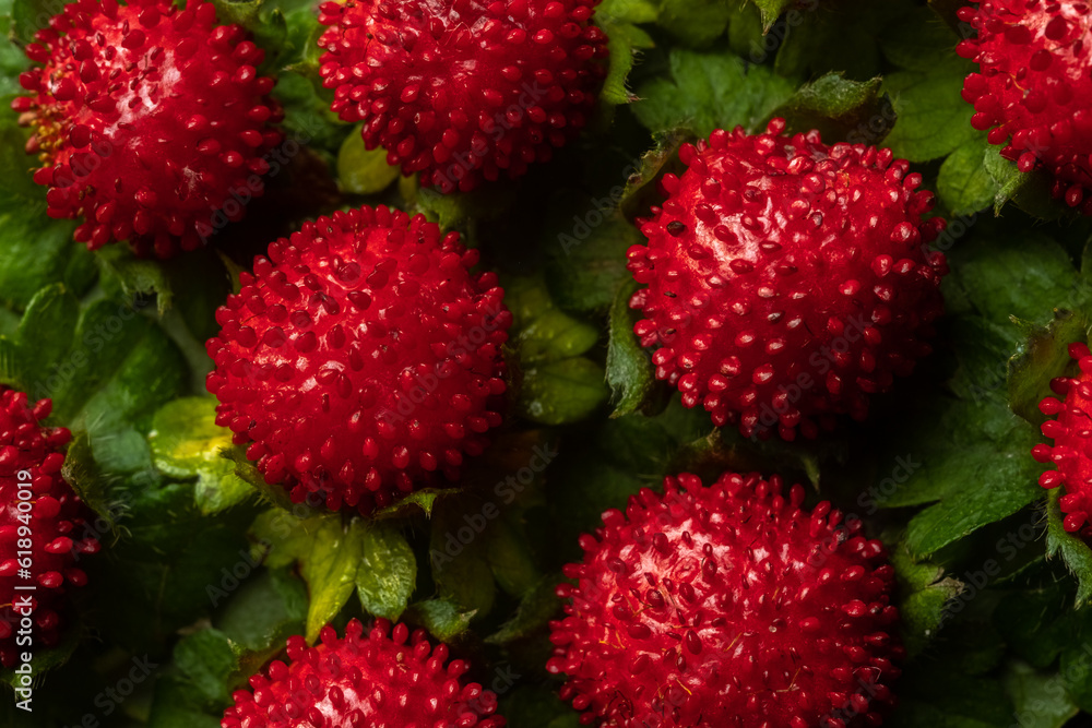 Close-up bright summer background - red duchesnea berries, top view. Medicinal plants concept Close-up bright summer background - red duchesnea berries, top view. Medicinal plants concept