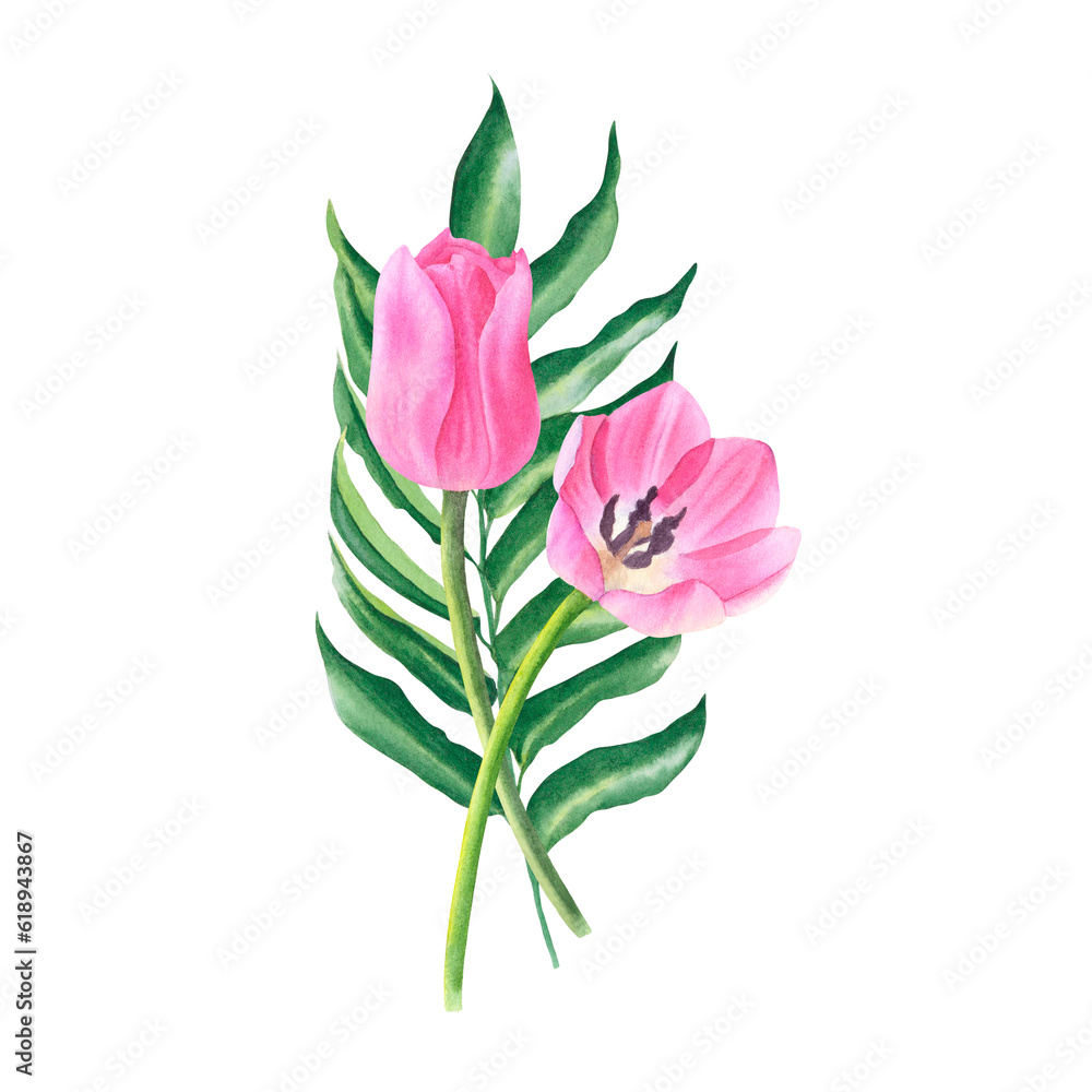 Bouquet of leaf and tulips in pink color isolated on transparent  background. Hand drawn watercolor.
