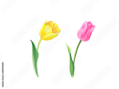 Fototapeta Naklejka Na Ścianę i Meble -  Set of pink and yellow tulips isolated on transparent  background. Hand drawn watercolor.