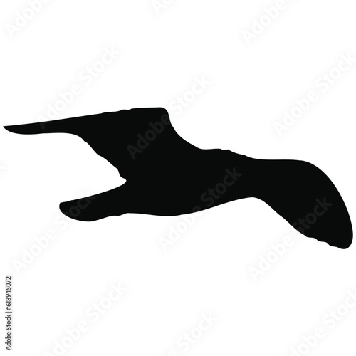 silhouette of a soaring bird