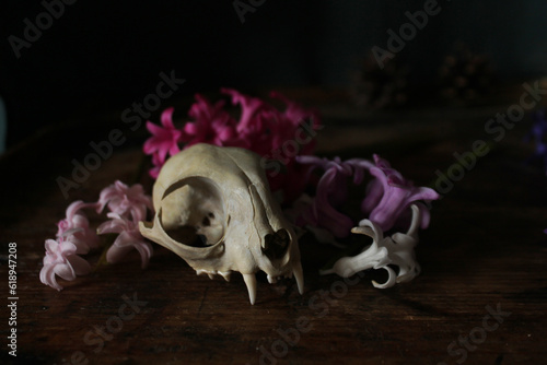 animal skull and flowers still life