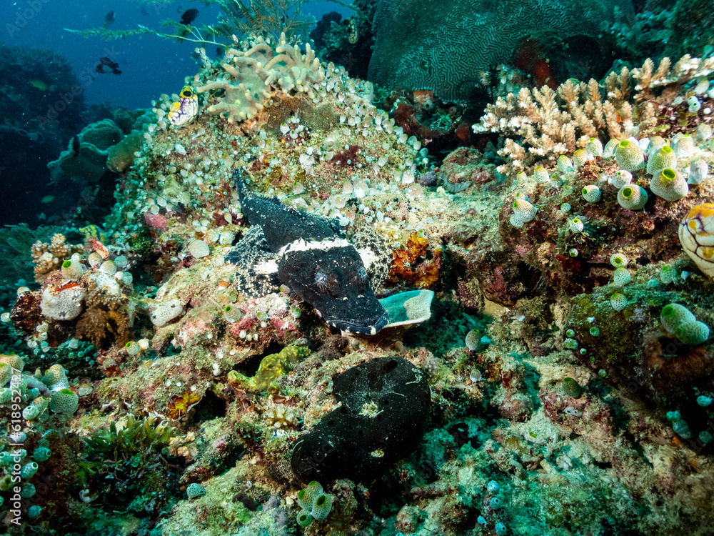 Obraz premium Black Crocodile Flathead or Crocodilefish, De Beaufort's Flathead and Beaufort's Crocodilefish at Raja Ampat, Indonesia. Underwater photography and travel.