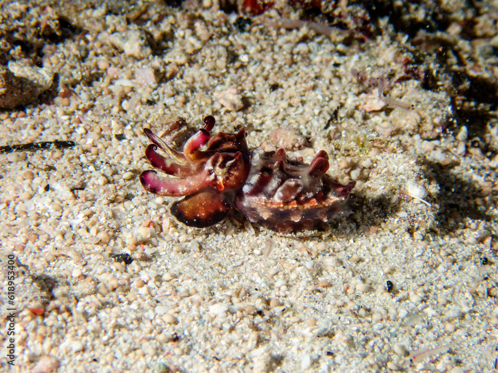 A flamboyant cuttlefish (Metasepia pfefferi) during a night dive in Raja Ampat, Indonesia.  Underwater photography and travel.