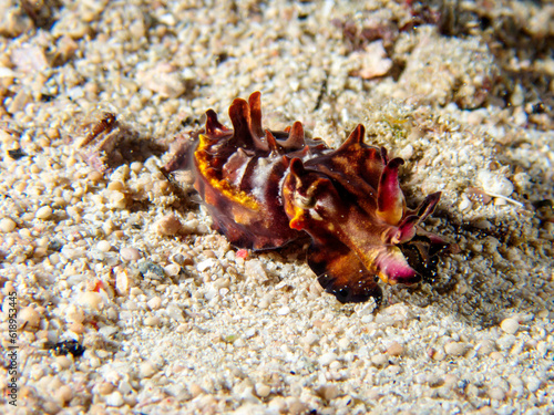 A flamboyant cuttlefish (Metasepia pfefferi) during a night dive in Raja Ampat, Indonesia.  Underwater photography and travel. photo