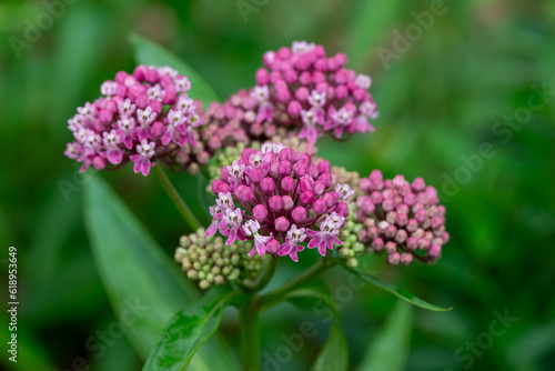 Macro texture background of showy pink swamp milkweed (Asclepias incarnata) flowers in various stages of buds and blooms