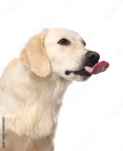 Cute Labrador Retriever showing tongue on white background