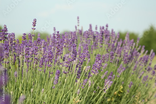 View of beautiful blooming lavender growing in field