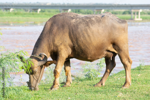 Wallpaper Mural grazing buffalo in the field Torontodigital.ca