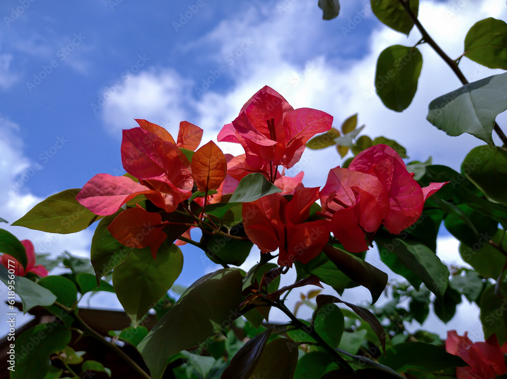 Bougainvillea Buttiana flower isolated blue sky