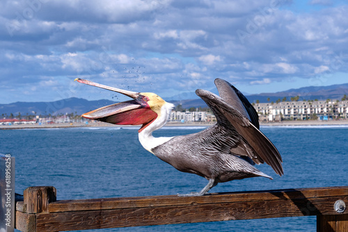 Open Wide!  Brown pelican opens wide to catch fish.  Oceanside, California.