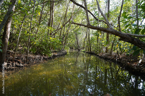 Canal in the mangrove during afternoon (Mexico, Yucatan, 