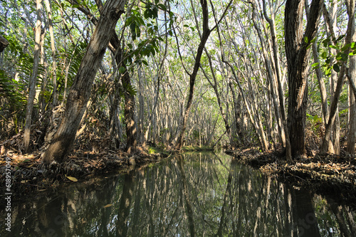 Fototapeta Naklejka Na Ścianę i Meble -  Canal in the mangrove during afternoon (Mexico, Yucatan, 