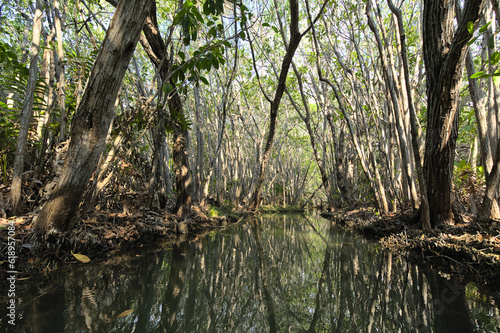 Canal in the mangrove during afternoon (Mexico, Yucatan, "Manglares san Crisanto"   Mangrove san Crisanto).  © João Kermadec
